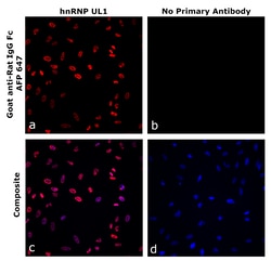 Invitrogen&trade;&nbsp;Goat anti-Rat IgG Fc Superclonal&trade; Secondary Antibody, Alexa Fluor&trade; Plus 647