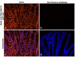 Invitrogen Goat anti-Rat IgG Fc Superclonal Secondary Antibody, Alexa Fluor Plus 647 250 &mu;L | Buy Online | Invitrogen&trade; | Fisher Scientific