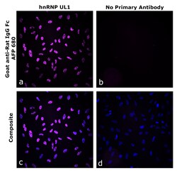 Invitrogen&trade;&nbsp;Goat anti-Rat IgG Fc Superclonal&trade; Secondary Antibody, Alexa Fluor&trade; Plus 680