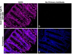 Invitrogen Goat anti-Rat IgG Fc Superclonal Secondary Antibody, Alexa Fluor Plus 680 250 &mu;L | Buy Online | Invitrogen&trade; | Fisher Scientific