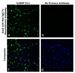 Invitrogen&trade;&nbsp;Goat anti-Rat IgG Fc Superclonal&trade; Secondary Antibody