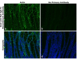 Invitrogen Goat anti-Rat IgG Fc Superclonal Secondary Antibody 250 &mu;L | Buy Online | Invitrogen&trade; | Fisher Scientific