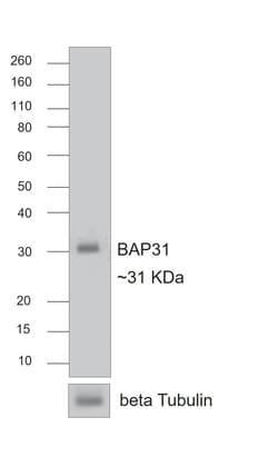 Invitrogen Goat anti-Rat IgG Fc Superclonal Secondary Antibody 250 &mu;L | Buy Online | Invitrogen&trade; | Fisher Scientific