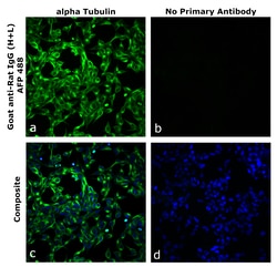Invitrogen&trade;&nbsp;Goat anti-Rat IgG (H+L) Superclonal&trade; Secondary Antibody, Alexa Fluor&trade; Plus 488