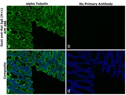 Invitrogen Goat anti-Rat IgG (H+L) Superclonal Secondary Antibody, Alexa Fluor Plus 488 250 &mu;L | Buy Online | Invitrogen&trade; | Fisher Scientific