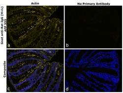 Invitrogen Goat anti-Rat IgG (H+L) Superclonal Secondary Antibody, Alexa Fluor Plus 555 250 &mu;L | Buy Online | Invitrogen&trade; | Fisher Scientific