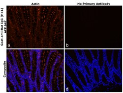 Invitrogen Goat anti-Rat IgG (H+L) Superclonal Secondary Antibody, Alexa Fluor Plus 647 250 &mu;L | Buy Online | Invitrogen&trade; | Fisher Scientific