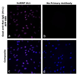 Invitrogen&trade;&nbsp;Goat anti-Rat IgG (H+L) Superclonal&trade; Secondary Antibody, Alexa Fluor&trade; Plus 680