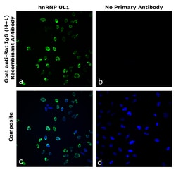 Invitrogen&trade;&nbsp;Goat anti-Rat IgG (H+L) Superclonal&trade; Secondary Antibody