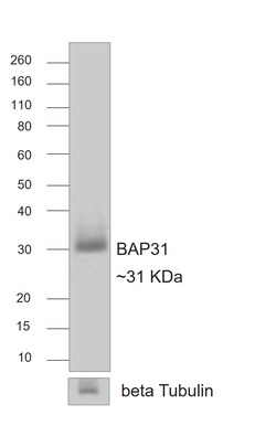 Invitrogen Goat anti-Rat IgG (H+L) Superclonal Secondary Antibody 250 &mu;L | Buy Online | Invitrogen&trade; | Fisher Scientific