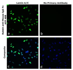 Invitrogen&trade;&nbsp;Rabbit anti-Mouse IgG Fc Superclonal&trade; Secondary Antibody, Alexa Fluor&trade; Plus 488