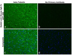 Invitrogen Rabbit anti-Mouse IgG Fc Superclonal Secondary Antibody, Alexa