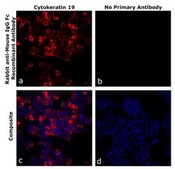 Invitrogen&trade;&nbsp;Rabbit anti-Mouse IgG Fc Superclonal&trade; Secondary Antibody