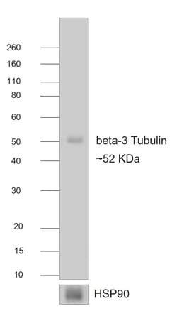 Invitrogen Rabbit anti-Mouse IgG Fc Superclonal Secondary Antibody 250