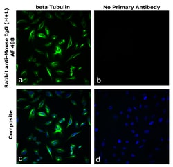 Invitrogen&trade;&nbsp;Rabbit anti-Mouse IgG (H+L) Superclonal&trade; Secondary Antibody, Alexa Fluor&trade; 488