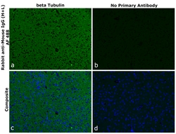 Invitrogen Rabbit anti-Mouse IgG (H+L) Superclonal Secondary Antibody, Alexa Fluor 488 1 mg | Buy Online | Invitrogen&trade; | Fisher Scientific