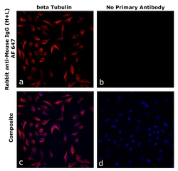 Invitrogen&trade;&nbsp;Rabbit anti-Mouse IgG (H+L) Superclonal&trade; Secondary Antibody, Alexa Fluor&trade; 647