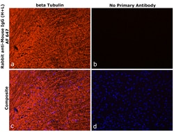 Invitrogen Rabbit anti-Mouse IgG (H+L) Superclonal Secondary Antibody,