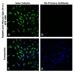 Invitrogen&trade;&nbsp;Rabbit anti-Mouse IgG (H+L) Superclonal&trade; Secondary Antibody, Alexa Fluor&trade; Plus 488