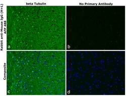 Invitrogen Rabbit anti-Mouse IgG (H+L) Superclonal Secondary Antibody,