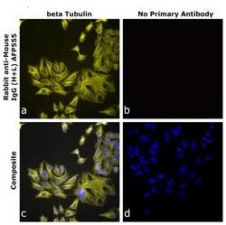Invitrogen&trade;&nbsp;Rabbit anti-Mouse IgG (H+L) Superclonal&trade; Secondary Antibody, Alexa Fluor&trade; Plus 555