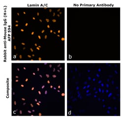 Invitrogen&trade;&nbsp;Rabbit anti-Mouse IgG (H+L) Superclonal&trade; Secondary Antibody, Alexa Fluor&trade; Plus 594