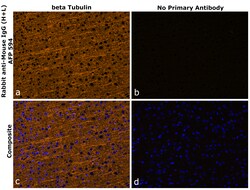Invitrogen Rabbit anti-Mouse IgG (H+L) Superclonal Secondary Antibody,