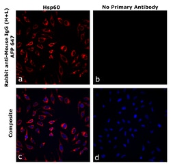 Invitrogen&trade;&nbsp;Rabbit anti-Mouse IgG (H+L) Superclonal&trade; Secondary Antibody, Alexa Fluor&trade; Plus 647