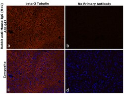 Invitrogen Rabbit anti-Mouse IgG (H+L) Superclonal Secondary Antibody, Alexa Fluor Plus 647 1 mg | Buy Online | Invitrogen&trade; | Fisher Scientific