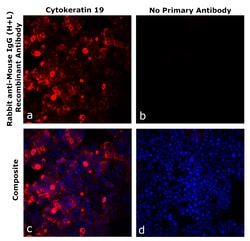 Invitrogen&trade;&nbsp;Rabbit anti-Mouse IgG (H+L) Superclonal&trade; Secondary Antibody