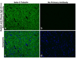 Invitrogen Rabbit anti-Mouse IgG (H+L) Superclonal Secondary Antibody 1