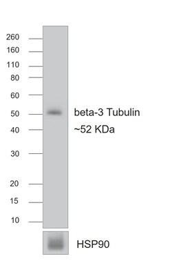 Invitrogen Rabbit anti-Mouse IgG (H+L) Superclonal Secondary Antibody 1