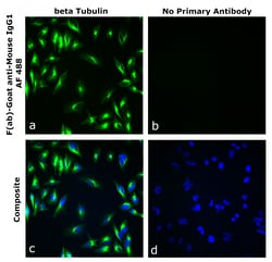 Invitrogen&trade;&nbsp;F(ab)-Goat anti-Mouse IgG1 Superclonal&trade; Secondary Antibody, Alexa Fluor&trade; 488