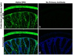 Invitrogen F(ab)-Goat anti-Mouse IgG1 Superclonal Secondary Antibody, Alexa Fluor 488 250 &mu;L | Buy Online | Invitrogen&trade; | Fisher Scientific