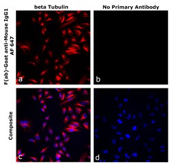 Invitrogen&trade;&nbsp;F(ab)-Goat anti-Mouse IgG1 Superclonal&trade; Secondary Antibody, Alexa Fluor&trade; 647