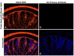 Invitrogen F(ab)-Goat anti-Mouse IgG1 Superclonal Secondary Antibody, Alexa Fluor 647 250 &mu;L | Buy Online | Invitrogen&trade; | Fisher Scientific