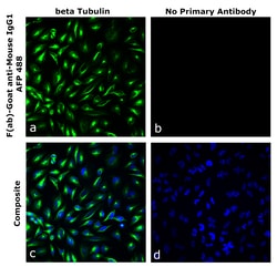 Invitrogen&trade;&nbsp;F(ab)-Goat anti-Mouse IgG1 Superclonal&trade; Secondary Antibody, Alexa Fluor&trade; Plus 488