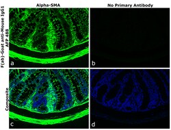 Invitrogen F(ab)-Goat anti-Mouse IgG1 Superclonal Secondary Antibody, Alexa Fluor Plus 488 250 &mu;L | Buy Online | Invitrogen&trade; | Fisher Scientific