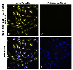 Invitrogen&trade;&nbsp;F(ab)-Goat anti-Mouse IgG1 Superclonal&trade; Secondary Antibody, Alexa Fluor&trade; Plus 555