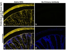 Invitrogen F(ab)-Goat anti-Mouse IgG1 Superclonal Secondary Antibody, Alexa Fluor Plus 555 250 &mu;L | Buy Online | Invitrogen&trade; | Fisher Scientific