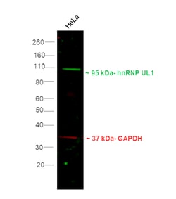 Invitrogen&trade;&nbsp;F(ab)-Goat anti-Rat IgG (H+L) Superclonal&trade; Secondary Antibody, Alexa Fluor&trade; Plus 488