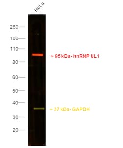 Invitrogen&trade;&nbsp;F(ab)-Goat anti-Rat IgG (H+L) Superclonal&trade; Secondary Antibody, Alexa Fluor&trade; Plus 647