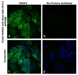 Invitrogen&trade;&nbsp;F(ab)-Rabbit anti-Goat IgG (H+L) Superclonal&trade; Secondary Antibody, Alexa Fluor&trade; Plus 488