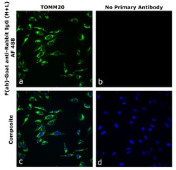 Invitrogen&trade;&nbsp;F(ab)-Goat anti-Rabbit IgG (H+L) Superclonal&trade; Secondary Antibody, Alexa Fluor&trade; 488