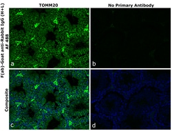 Invitrogen F(ab)-Goat anti-Rabbit IgG (H+L) Superclonal Secondary Antibody, Alexa Fluor 488 250 &mu;L | Buy Online | Invitrogen&trade; | Fisher Scientific
