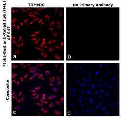 Invitrogen&trade;&nbsp;F(ab)-Goat anti-Rabbit IgG (H+L) Superclonal&trade; Secondary Antibody, Alexa Fluor&trade; 647