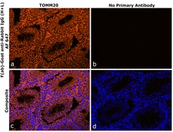 Invitrogen F(ab)-Goat anti-Rabbit IgG (H+L) Superclonal Secondary Antibody, Alexa Fluor 647 250 &mu;L | Buy Online | Invitrogen&trade; | Fisher Scientific