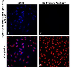 Invitrogen&trade;&nbsp;F(ab)-Goat anti-Rabbit IgG (H+L) Superclonal&trade; Secondary Antibody, Alexa Fluor&trade; Plus 405