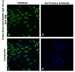 Invitrogen&trade;&nbsp;F(ab)-Goat anti-Rabbit IgG (H+L) Superclonal&trade; Secondary Antibody, Alexa Fluor&trade; Plus 488