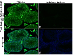 Invitrogen F(ab)-Goat anti-Rabbit IgG (H+L) Superclonal Secondary Antibody, Alexa Fluor Plus 488 250 &mu;L | Buy Online | Invitrogen&trade; | Fisher Scientific